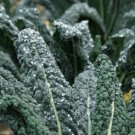 1 Gram Vegetable Seeds Kale Lacinato   Acephala Waterfall    #IEB60