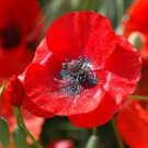 0.5 gram flower seeds Oriental Poppy, easy to grow     #IEB60