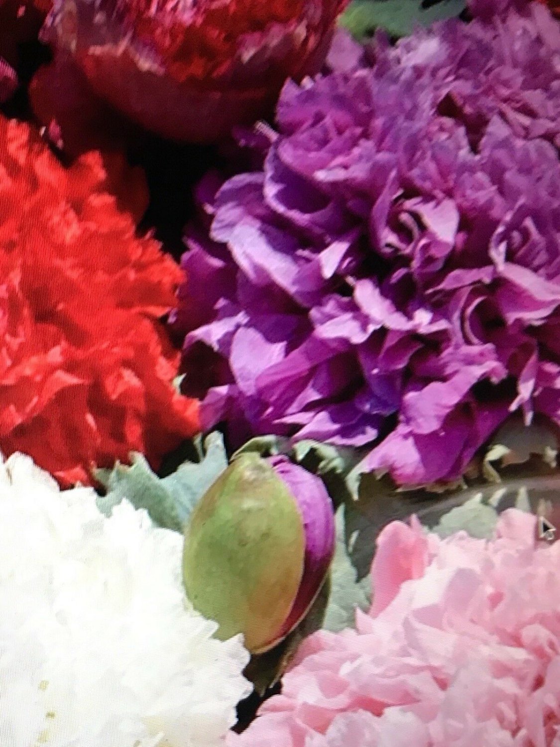 1 Gram Flower Seeds Poppy Double Mixed Packet White Red Pink Purple White Peony    #IEB60
