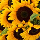 1 Ounce Flower Seeds Sunflower Mammoth Grey Stripe Huge Giant Tall    #IEB60