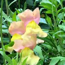 1 Gram Flower Seeds Snapdragon Appleblossom, easy to grow        #IEB60