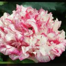 0.5 gram flower seeds Poppy Antique Shades , easy to grow  #IEB60