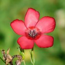 1 Gram  Flower Seeds Scarlet Flax Linum Grandiflorum Rubrum   #IEB60