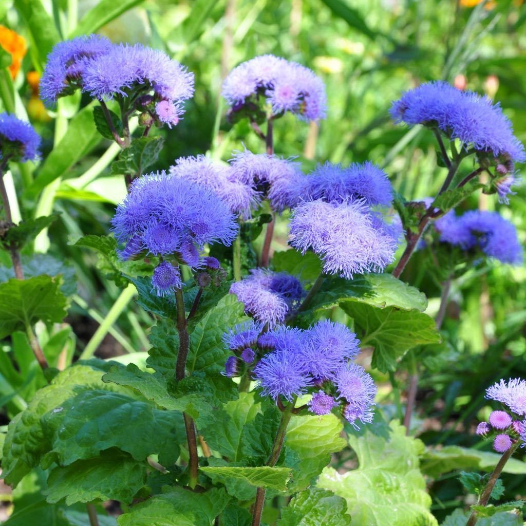 1 Gram Flower Seeds Blue Mink Ageratum, easy to grow      #IEB60