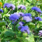 1 Gram Flower Seeds Blue Mink Ageratum, easy to grow      #IEB60