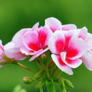 1 Gram Flower Seeds  Godetia  Farewell To Spring Pink Annual       #IEB60