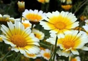 2 Grams Flower Seed Garland Daisy Packet Chrysanthemum     #IEB60