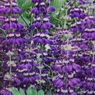 Flower seeds Purple Chinese Houses Collinsia Heterophylla, 1 Gram   #IEB60
