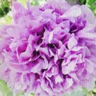 0.5 gram flower seeds Poppy Double Purple   Big Blooms , easy  to grow    #IEB60