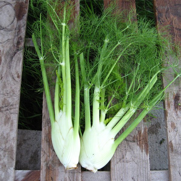 1 Gram Fennel Herb Flower Vegetable Seeds, easy to grow    #IEB60