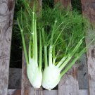 1 Gram Fennel Herb Flower Vegetable Seeds, easy to grow    #IEB60