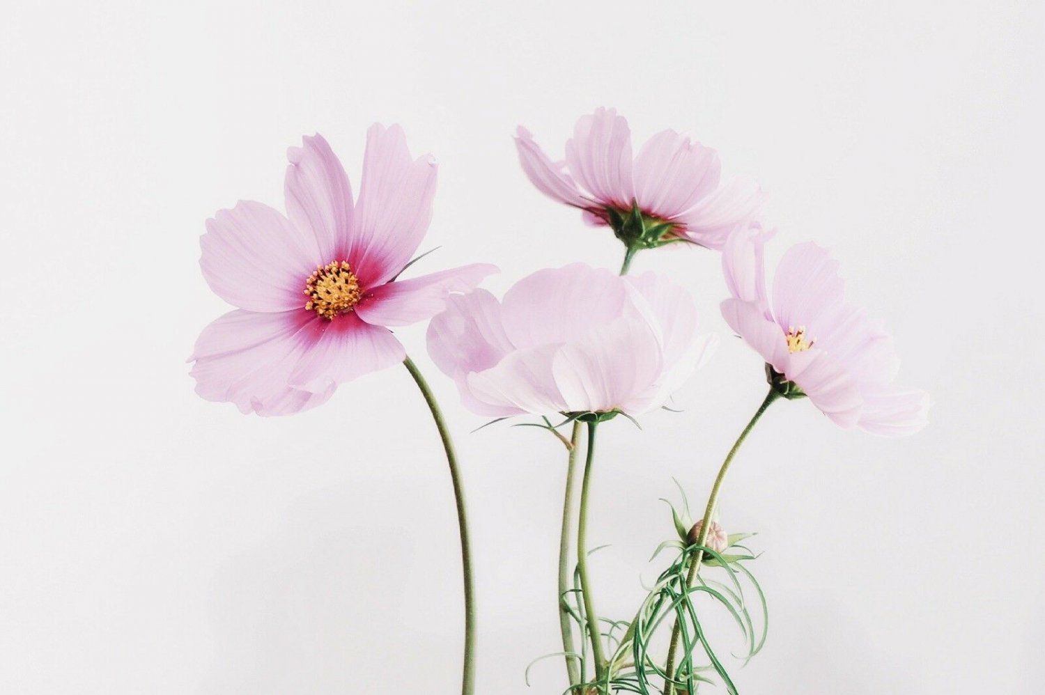 1 gram Flower Seeds Daydream Cosmos   Stocking Stuffer Gift Pink Waterfall #IEB60
