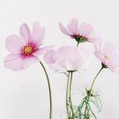 1 gram Flower Seeds Daydream Cosmos   Stocking Stuffer Gift Pink Waterfall #IEB60