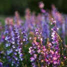 Flower seeds Pixie Delight Dwarf Lupine, 2 Grams    #IEB60