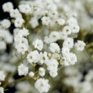 2 Grams Babys Breath Flower Seeds, easy to grow      #IEB60