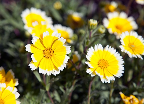 2 Grams  flower seeds Tidy Tips   Yellow Daisy With White Tips  #IEB60