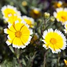 2 Grams  flower seeds Tidy Tips   Yellow Daisy With White Tips  #IEB60