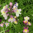0.5 gram flower seeds Rainbow Linaria   Toadflax spurred snapdragon    #IEB60