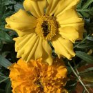 2 Grams  Tall Mix Flower Seeds Marigold Packet Crackerjack    #IEB60