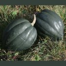 20 seeds vegetable seeds  Acorn Squash Table Queen   #IEB60