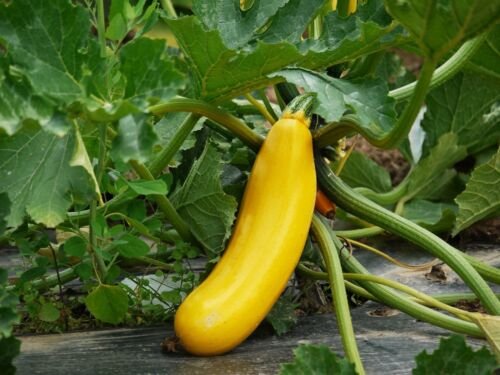 20 vegetable seeds Squash Summer Early Prolific Yellow Straightneck   #IEB60