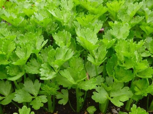 0.5 gram Vegetable Seeds Celery Tall Utah, easy to grow   #IEB60