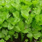 0.5 gram Vegetable Seeds Celery Tall Utah, easy to grow   #IEB60