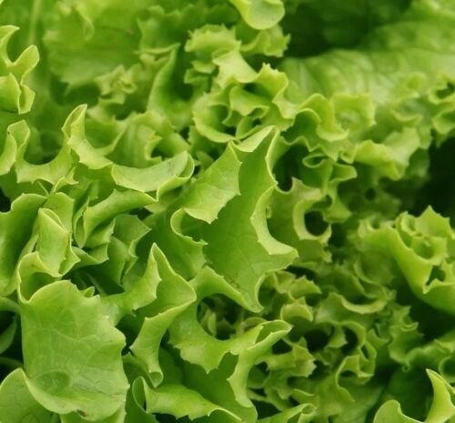 1 Gram Vegetable Seeds Lettuce Black Seeded Simpson    #IEB60