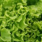 1 Gram Vegetable Seeds Lettuce Black Seeded Simpson    #IEB60