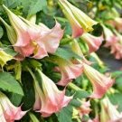 10 flower seeds pink Brugmansia suaveolens, easy to grow #IEB56