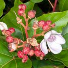 20 seeds flower seeds Bixa orellana  Achiote  Lipstick Tree Urucum Colorau #IEB56