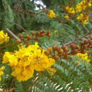 10 seeds Golden Yellow Flamboyant Peltophorum pterocarpum   Copperpod    #IEB56