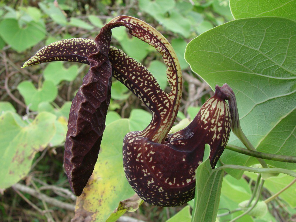 50 seeds black Aristolochia galeata Nova Odessa, easy to grow  #IEB56