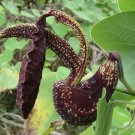 50 seeds black Aristolochia galeata Nova Odessa, easy to grow  #IEB56