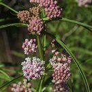100 flower seeds pink Asclepias fascicularis Mexican Whorled Narrow Leaf Milkweed    #IEB56