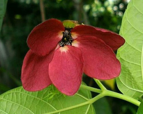 100 seeds Abroma augustum Devils Cotton, easy to grow   #IEB56