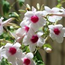 10 seeds Pandorea jasminoides   Bower of Beauty Vine      #IEB56