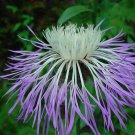 10 seeds Centaurea rothrockii  Basketflower   Knapweed   Madrean Starthistle      #IEB56
