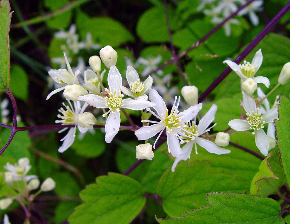 10 seeds Clematis virginiana Devils Darning Needles Virgins Bower #IEB56