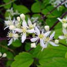 10 seeds Clematis virginiana   Devils Darning Needles Virgins Bower       #IEB56