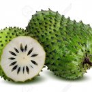 5 seeds Annona muricata   Soursop  Dutch Durian Guanabana, easy to grow #IEB56