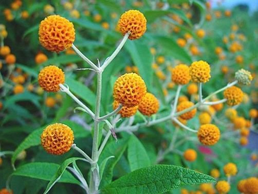 100 seeds Orange Ball Tree Buddleja globosa     #IEB56