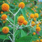 100 seeds Orange Ball Tree Buddleja globosa     #IEB56