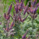 200 seeds purple Amorpha canescens Lead Plant   Prairie Shoestring. Easy to grow         #IEB56