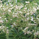 5 seeds Styphnolobium japonicum   Japanese Pagoda & Chinese Scholar  #IEB56