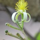 10 seeds Grewia oppositifolia, easy to grow   #IEB56