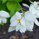500 seeds Mussaenda roxburghii, easy to grow    #IEB56