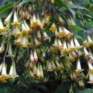 5 seeds Cestrum guatemalensis, easy to grow      #IEB56