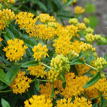 10 seeds hello yellow Asclepias tuberosa, fast growing     #IEB56