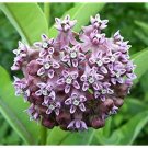 200 flower seeds Asclepias syriaca| milkweed, easy to grow     #IEB56
